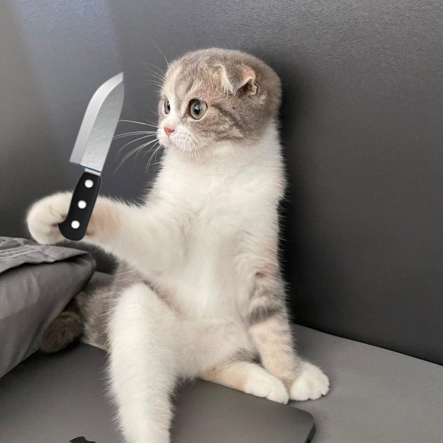 Meme mèo cầm dao