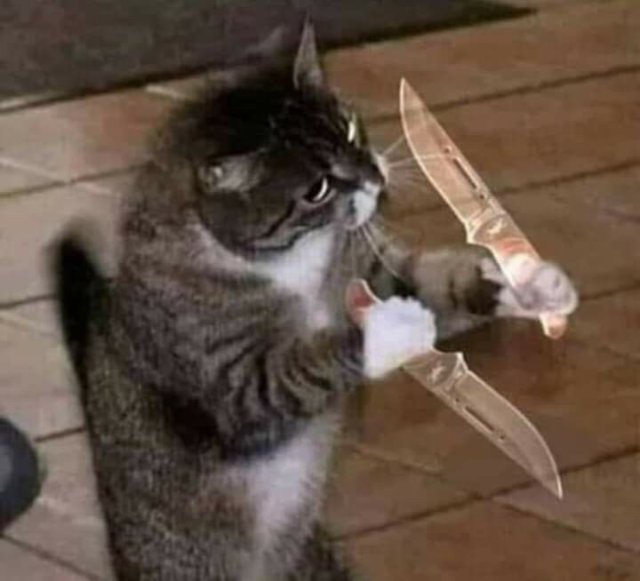 Meme mèo cầm hai dao dễ thương