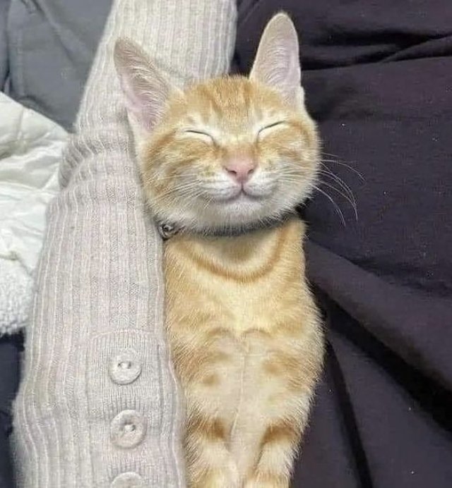 Meme mèo cười đểu dễ thương