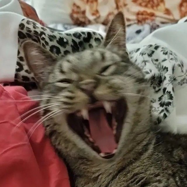 Meme mèo cười đểu lớn