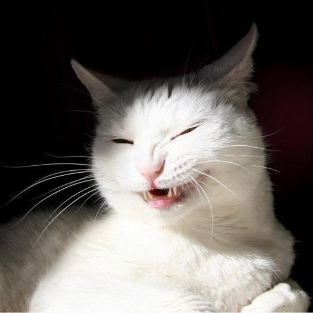 Meme mèo cười đểu