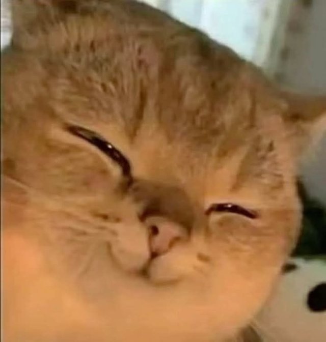 Meme mèo cười hài hước bựa