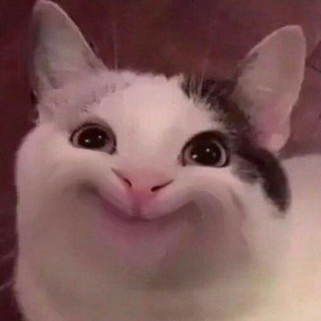 Meme mèo cười hài hước cute