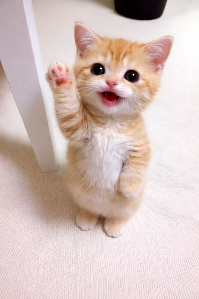 Meme mèo cười hài hước nhất 2026