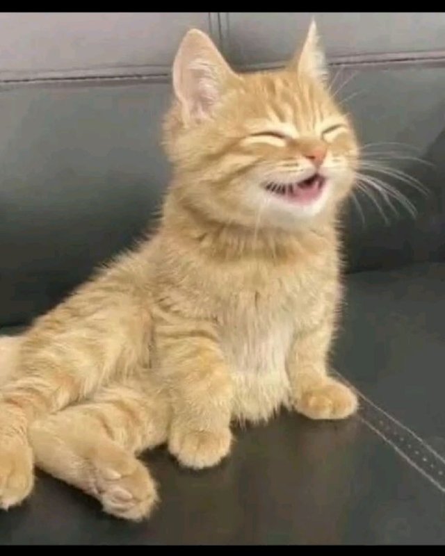 Meme mèo cười hài hước nhất