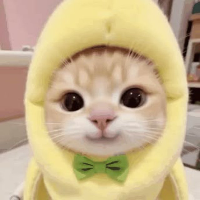 Meme mèo cười mỉm hài hước