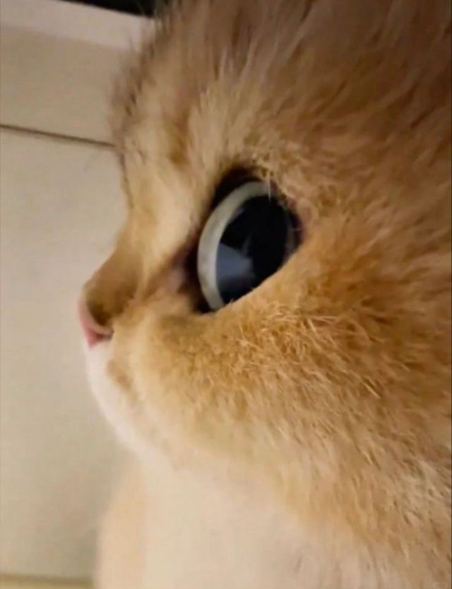 Meme mèo dễ thương đáng yêu