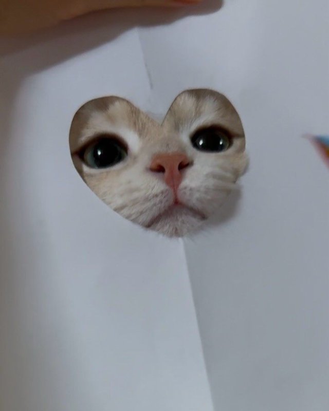 Meme mèo dễ thương nhất 2026