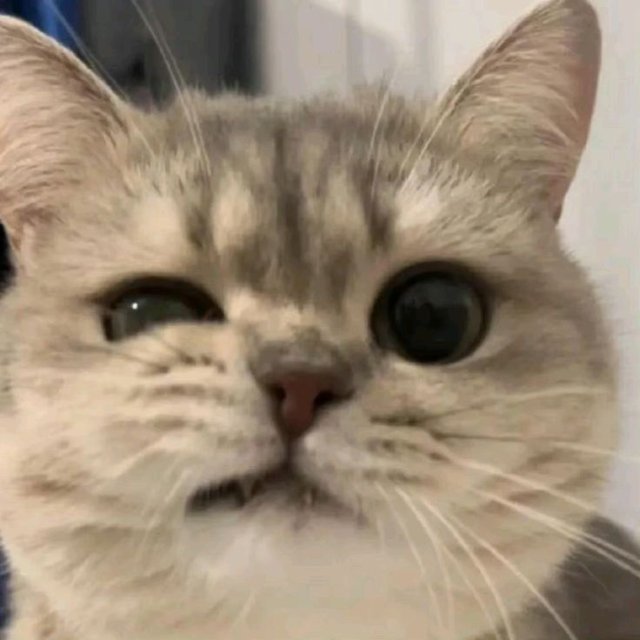 Meme mèo dễ thương nháy mắt