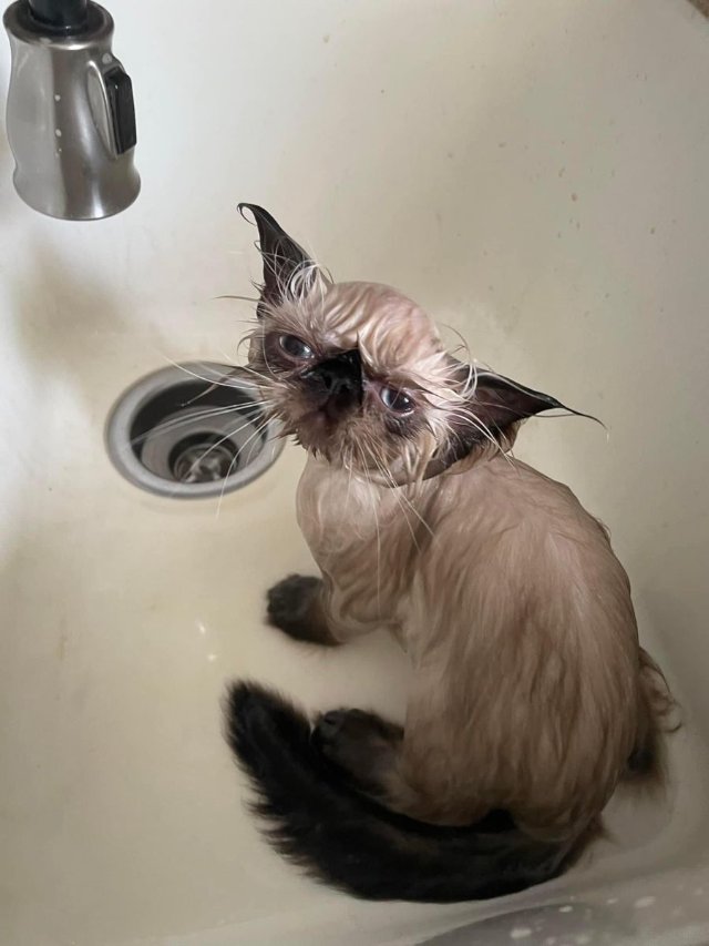 Meme mèo đi tắm siêu bựa hài hước