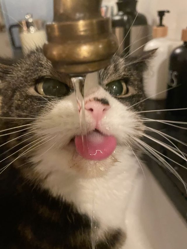 Meme mèo đi tắm siêu bựa khó đỡ