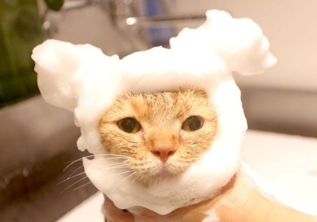 Meme mèo đi tắm siêu bựa và cute