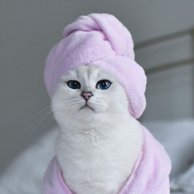 Meme mèo đi tắm siêu bựa và slay