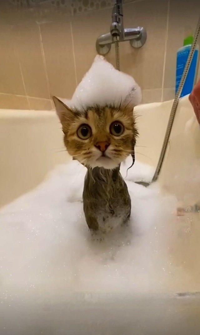 Meme mèo đi tắm siêu bựa