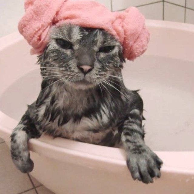 Meme mèo đi tắm spa siêu bựa
