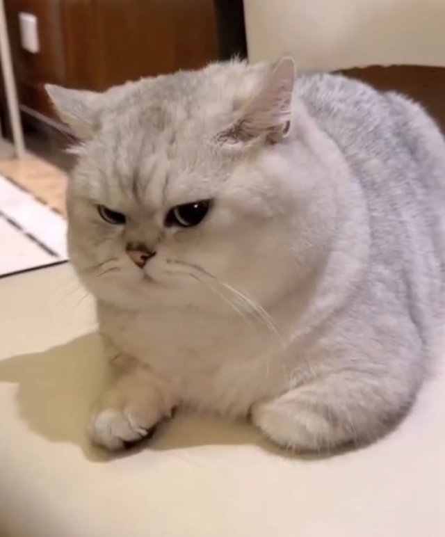 Meme mèo giận dỗi cáu kỉnh