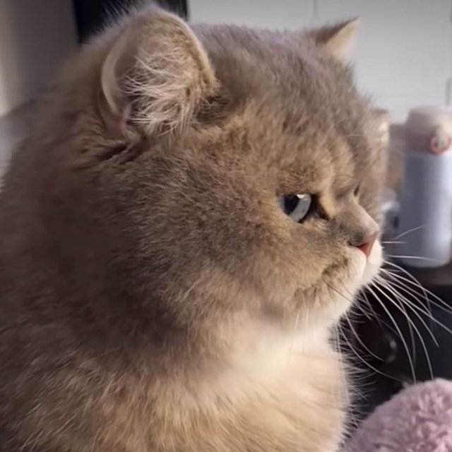 Meme mèo giận dỗi liếc mắt