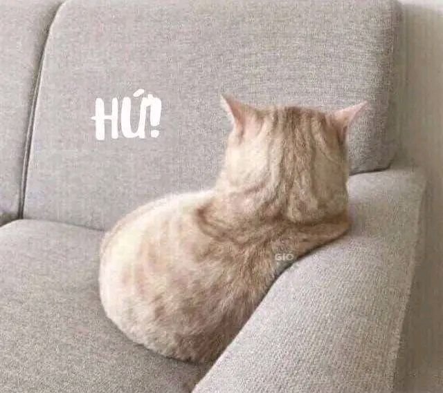 Meme mèo giận dỗi quay lưng