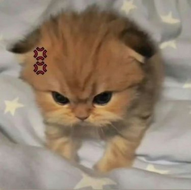 Meme mèo giận dỗi