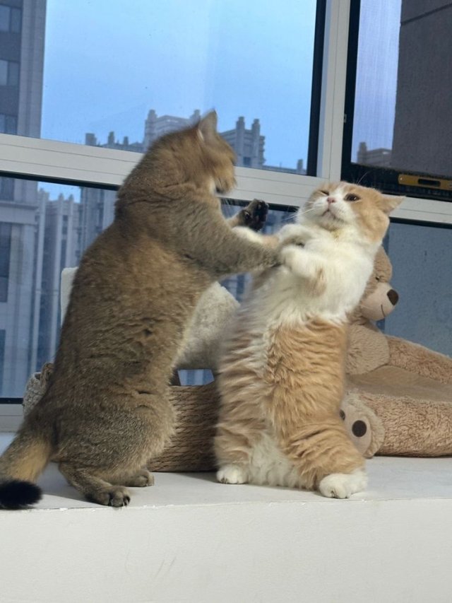 Meme mèo khi vui đùa cùng đồng loại