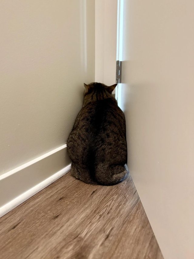 Meme mèo khóc cute quay lưng