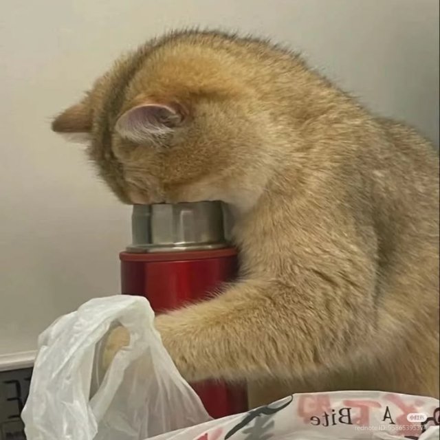 Meme mèo khóc cute úp mặt