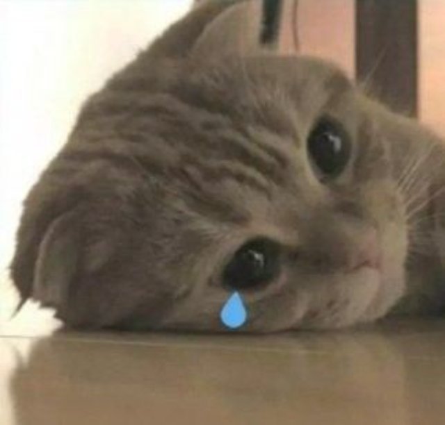 Meme mèo khóc cute