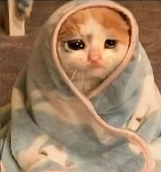 Meme mèo khóc slay cute