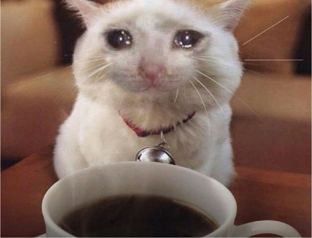 Meme mèo khóc slay nhất 2026