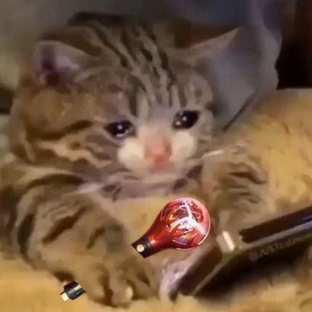 Meme mèo khóc slay