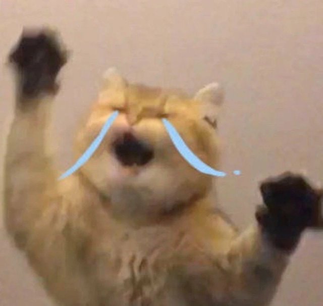Meme mèo khóc thét cute