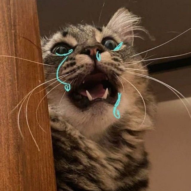 Meme mèo khóc thét đáng yêu