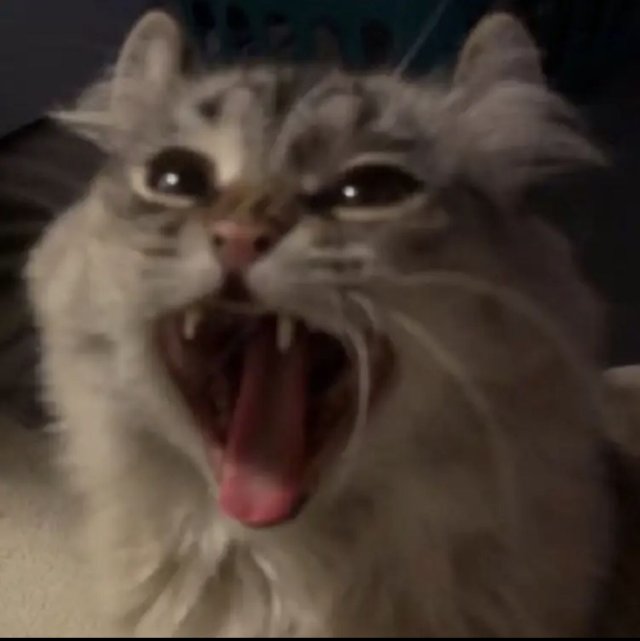 Meme mèo khóc thét hài nhất 2026