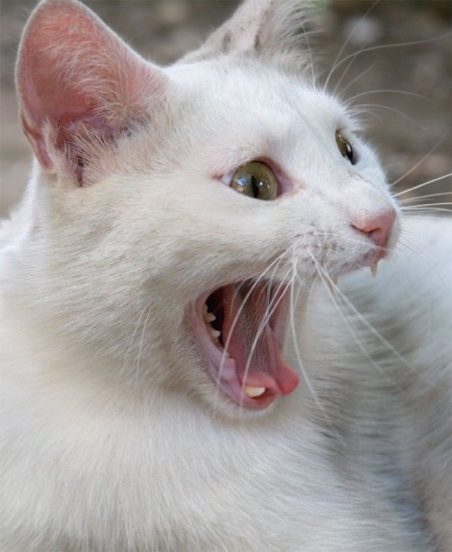 Meme mèo khóc thét hài nhất