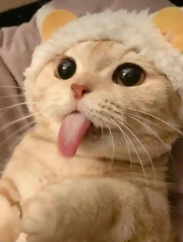Meme mèo lè lưỡi cute