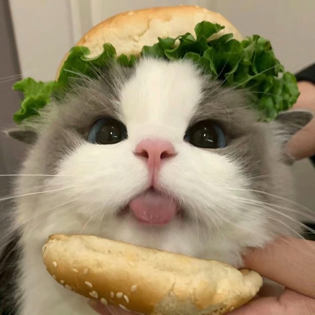 Meme mèo lè lưỡi đáng yêu bánh mì