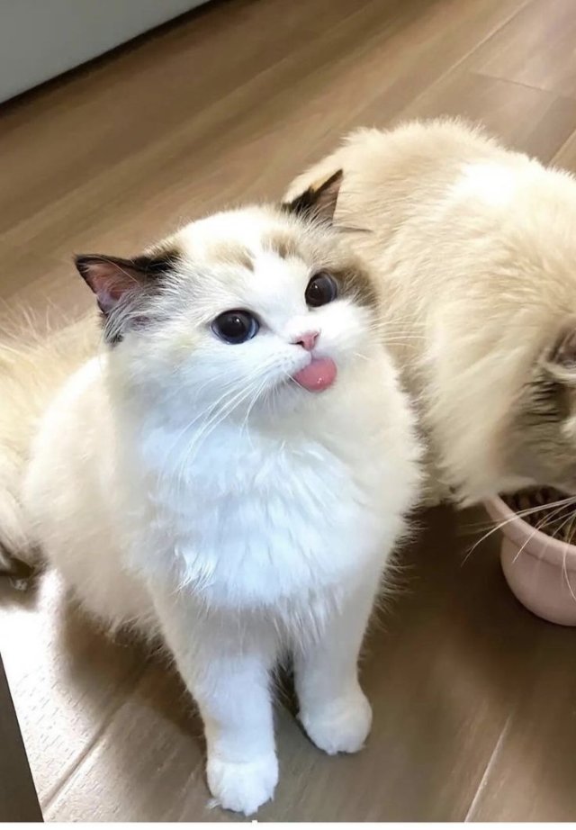 Meme mèo lè lưỡi đáng yêu nhất 2026