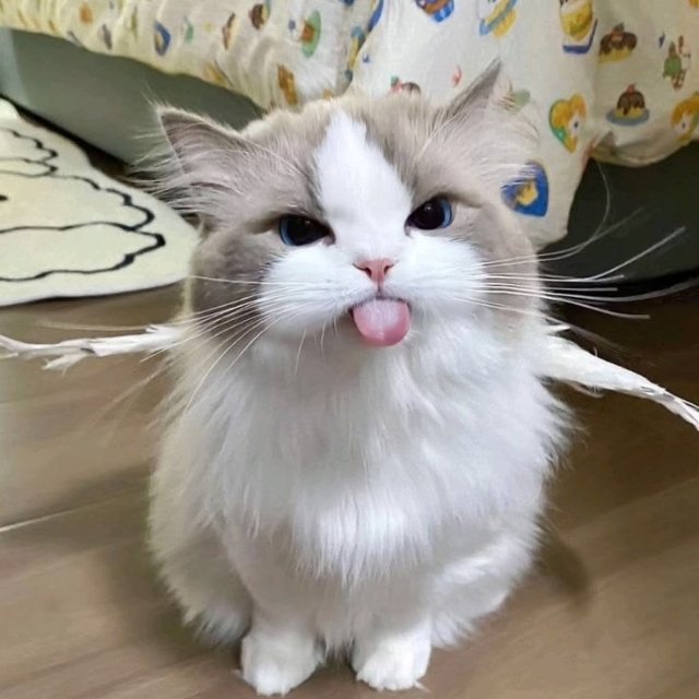 Meme mèo lè lưỡi giận dữ