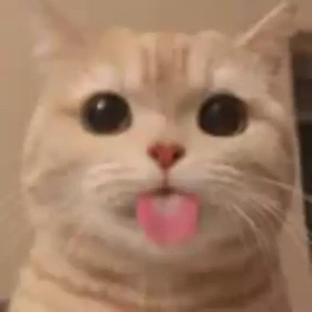 Meme mèo lè lưỡi lêu lêu