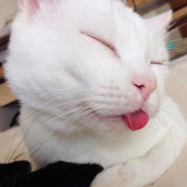 Meme mèo lè lưỡi ngủ