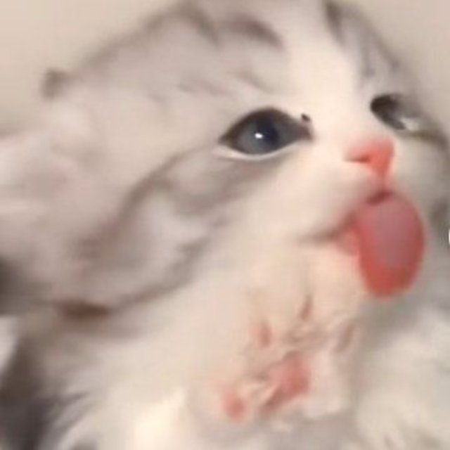 Meme mèo lè lưỡi