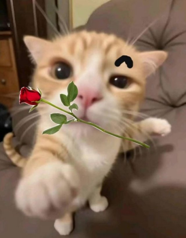 Meme mèo ngậm hoa đáng yêu