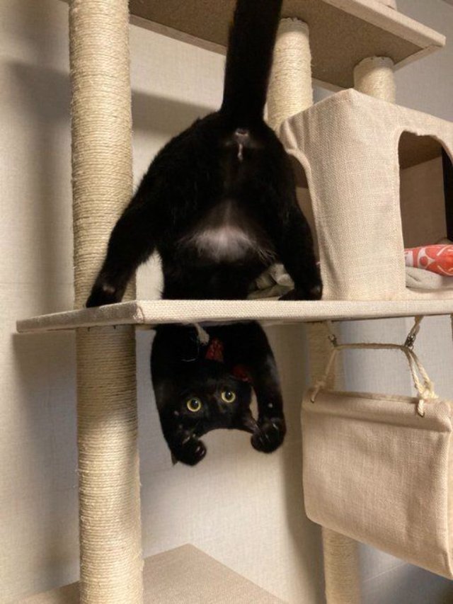 Meme mèo nghịch quậy phá mọi thứ