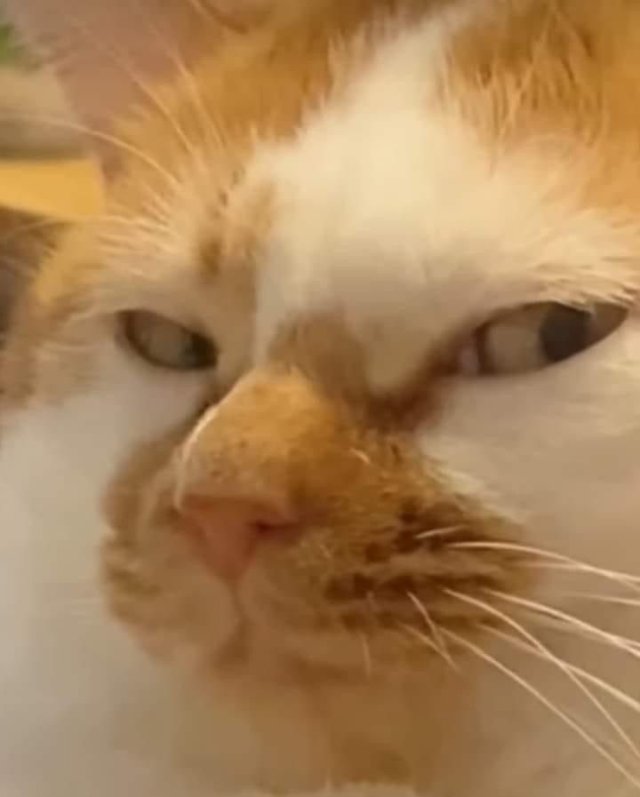 Meme mèo nhếch mép khinh bỉ