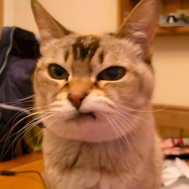 Meme mèo nhếch mép khinh thường hài hước