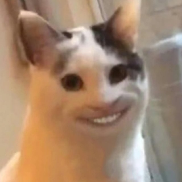 Meme mèo nhếch mép khinh thường hài