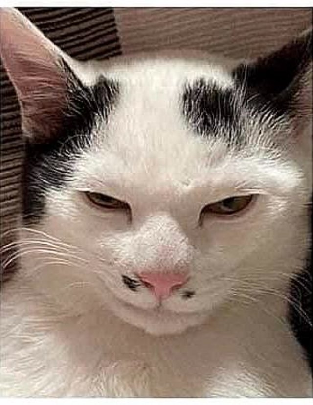 Meme mèo nhếch mép khinh thường ngầu