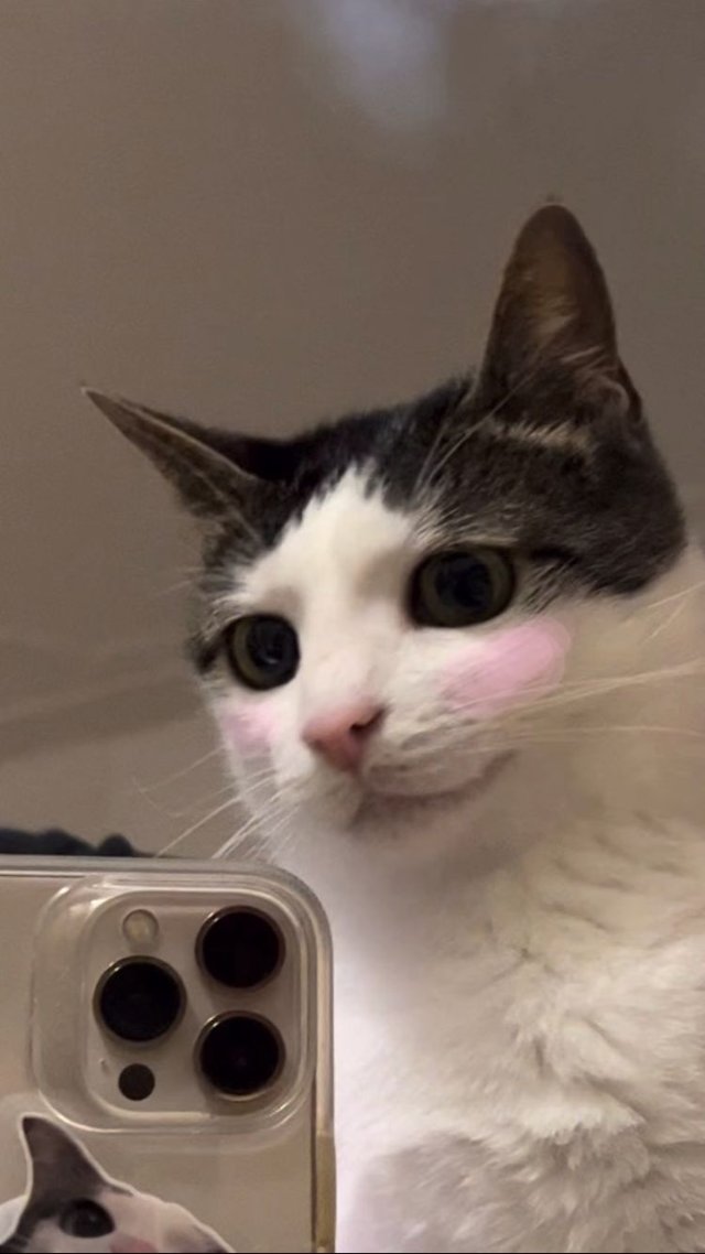 Meme mèo nhếch mép khinh thường slay