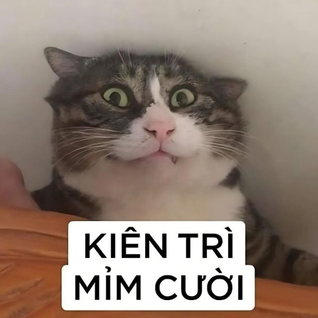 Meme mèo nhếch mép khinh thường