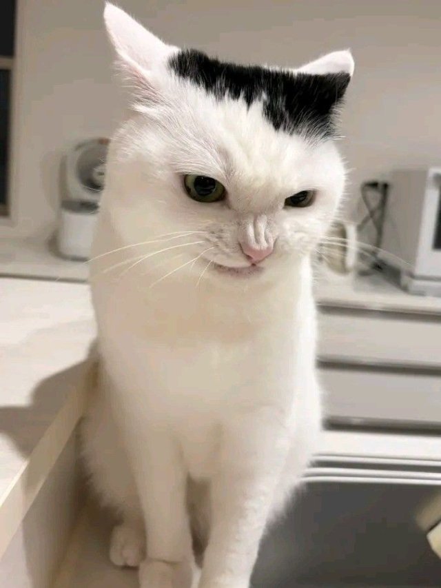 Meme mèo nhếch mép khinh